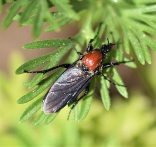 Réf. 227 953 : Bibio hortulanus